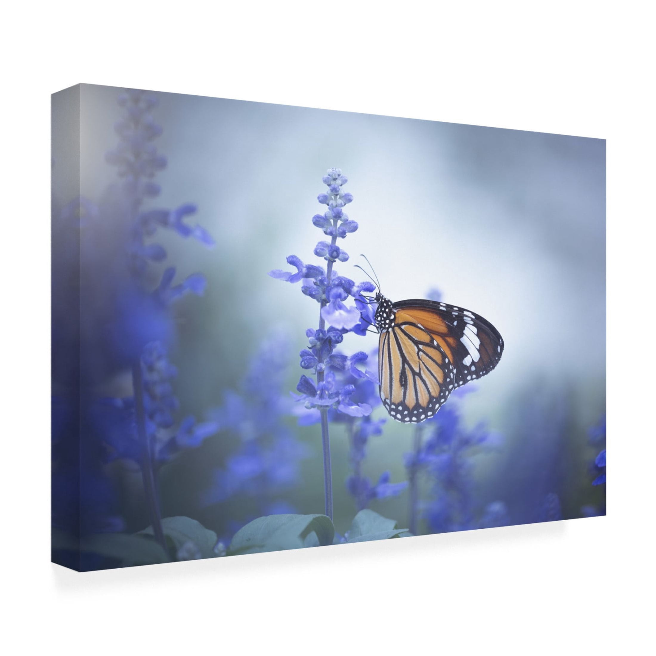 Canvas Wall Art - Wang Li 'Butterfly' Wall Art for Living Room, Bedroom, or Office Décor by Trademark Fine Art - 47 x 30 Inches