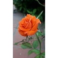 thumbnail image 2 of 10 Orange Rose Seeds Flower Bush Perennial Bloom Shrub Flowering Sed Blooms 1339, 2 of 12