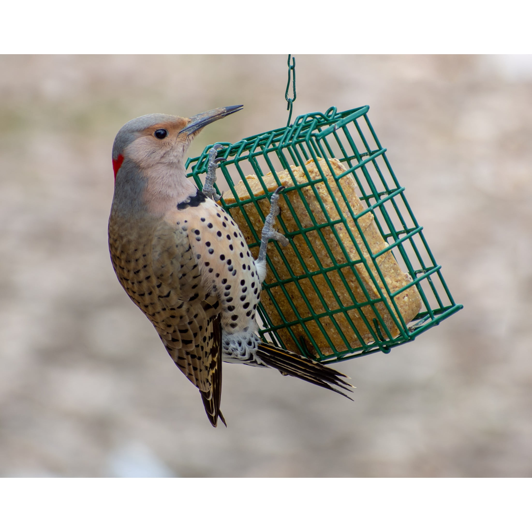 C&S Green Wild Bird EZ Fill Suet Cake Feeder