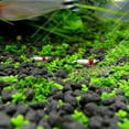 thumbnail image 4 of Adorno de acuario Semillas de plantas Tanque de peces Decoración de paisaje Semilla de hierba de agua Fácil de cultivar, 4 of 5