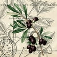 thumbnail image 2 of Kimberly, Allen 26x26 White Modern Wood Framed Museum Art Print Titled - Olive Branch 2, 2 of 4