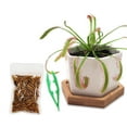 thumbnail image 3 of Cape Sundew Live Carnivorous Plant in White Ceramic Pot – Indoor Bug-Eating Plant with Food & Peat for Terrariums, Office, or Home Decor, 3 of 3