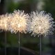 thumbnail image 5 of Lámparas Hadas Dandelion Luces Estaca Decorativas Al Aire Libre 2 PCS Solar LED Impermeable para El Jardín Jardinería Boda, 5 of 9
