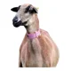 thumbnail image 1 of Collar Identificadora 10 Pzas Para Cuello Cabras Y Borregos, 1 of 6