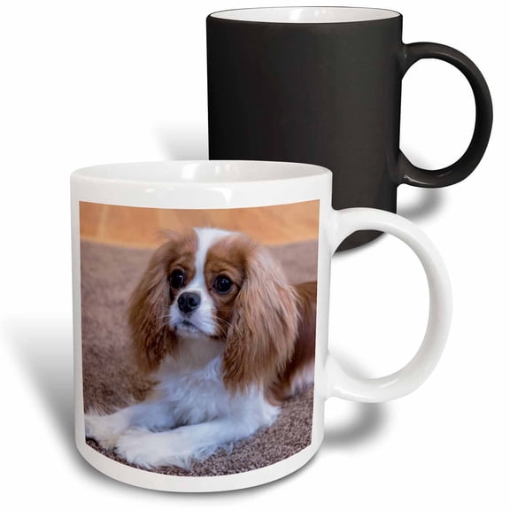 3drose, Cavalier King Charles Spaniel Puppy Reclining on the Carpet., 11oz Magic Transforming Mug