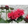thumbnail image 4 of 10 Panorama RED BEE BALM Monarda Didyma Oswego Tea Herb Flower Seeds, 4 of 10