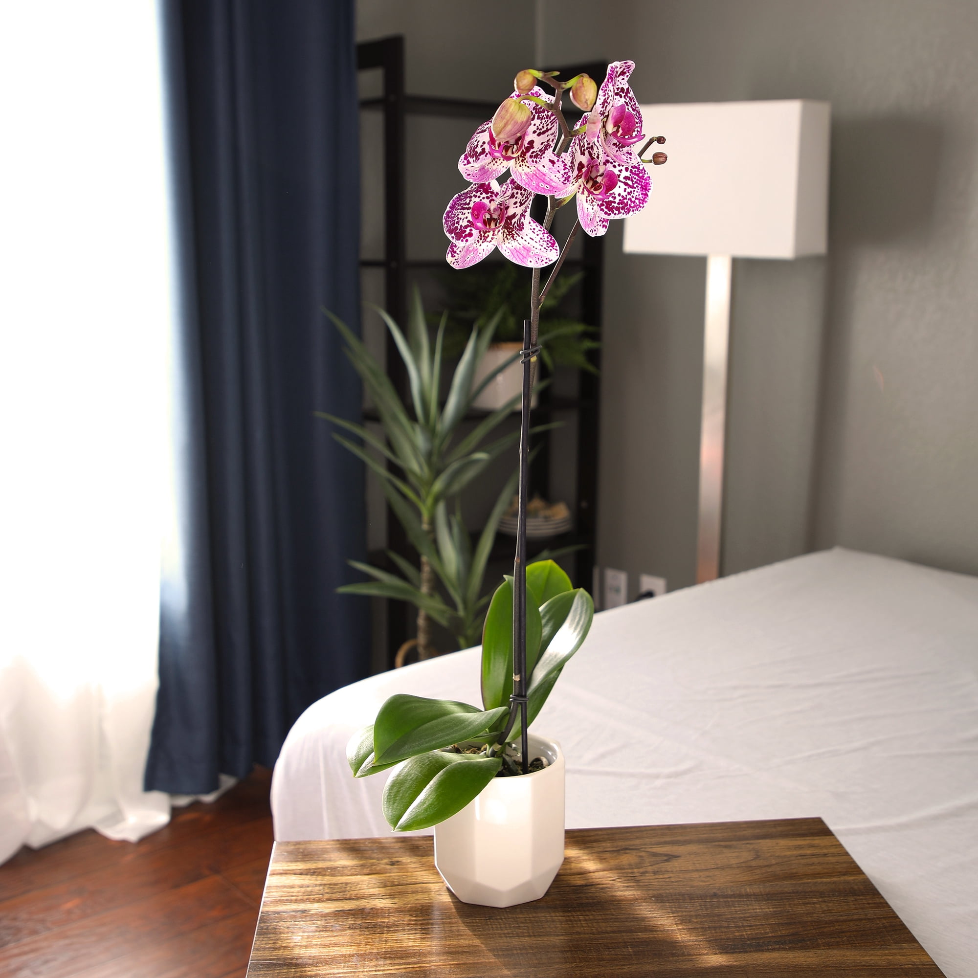 Element by Altman Plants 18-30" Novelty Orchid - White Pot - Pet Safe - Fun Live Plant - Partial Sun