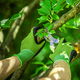 thumbnail image 5 of Guantes protectores de jardinería para el hogar dual Guantes transpirables resistentes a las puñaladas Ormromra CPB-US-DYP644-2, 5 of 5