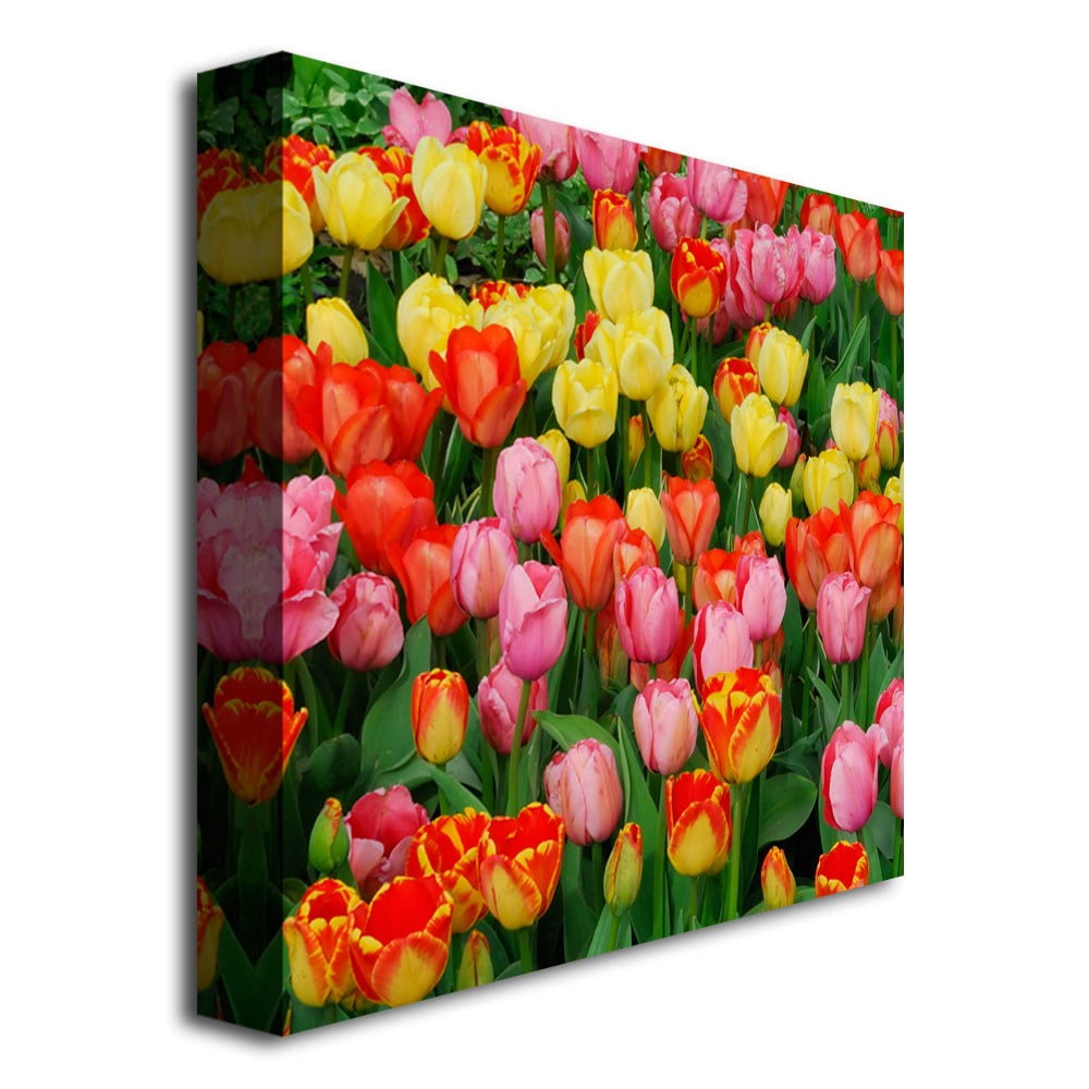 Trademark Art "Living Bouquet of Tulips" Canvas Art by Kurt Shaffer