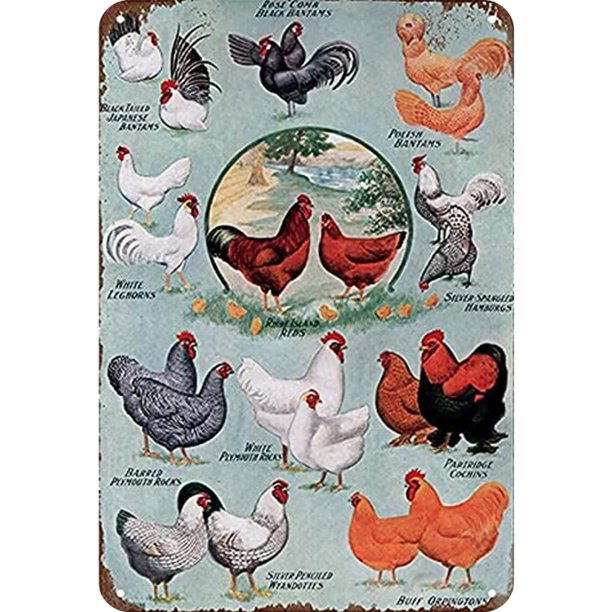 Placa de Metal Vintage de hierro, pintura Rectangular de pollo, Arte de la pared Decoración, 30x40cm