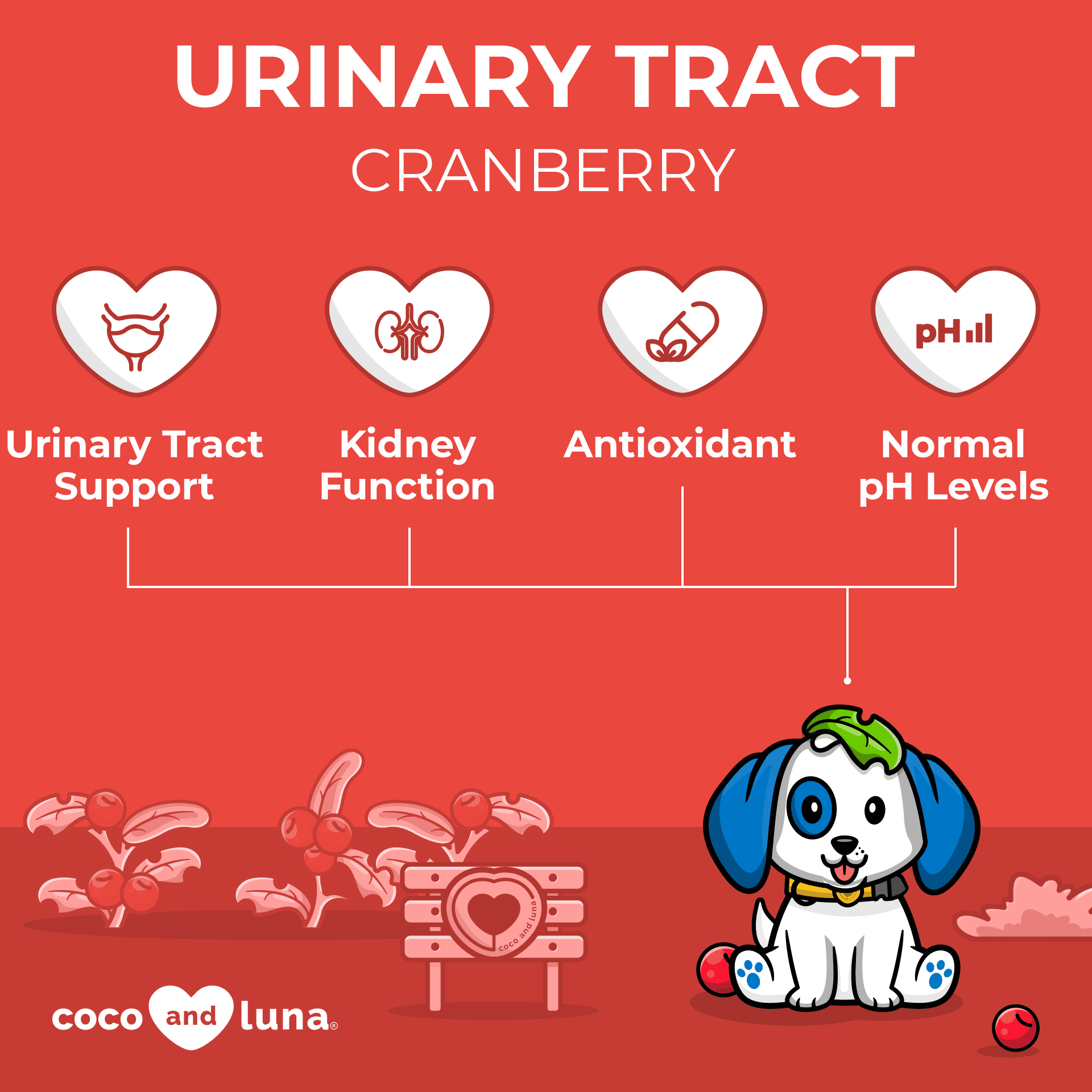 coco and luna urinary tract cranberry