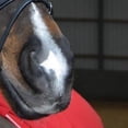 thumbnail image 3 of Whitaker Ready To Ride Leather Horse Snaffle Bridle, 3 of 4