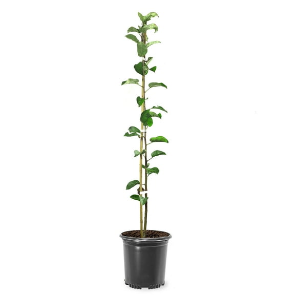 Expert Gardener 1- 1.5 ft tall Golden Dorsett Apple Live Tree in 1-Gallon Grower Pot