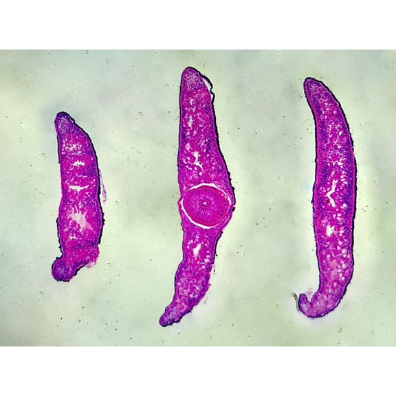 Planaria, Three Different Regions: Showing Anterior, Middle, and Posterior Region; Cross Section by Go Science Crazy