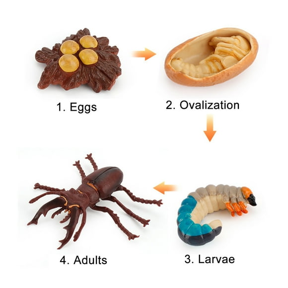TIMIFIS Toys Animals Figure 4 Piece Insect Figure Animal Life Cycle Plastic Brood To Mature Period Kids Christmas Gifts