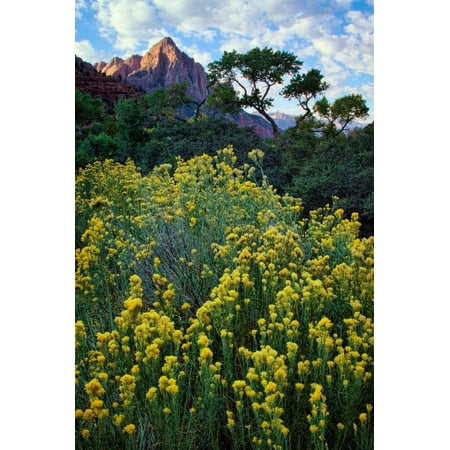 Flowery Canyon, Watchman and Pa Rus Trail, Zion National Park, Utah Print Wall Art By Vincent
