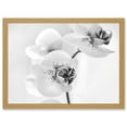thumbnail image 1 of Orchid Flower Black White A4 Artwork Framed Wall Art Print, 1 of 4
