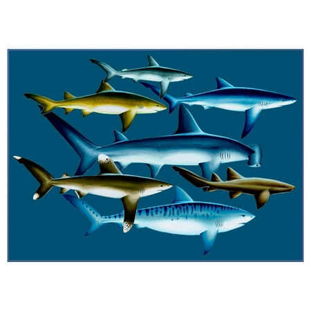Concord National Geographic Photographic Rugs - Sharks - 2.58 x 4.08 ft.