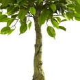 thumbnail image 2 of Arbre Ficus 3 Pieds Résistant aux UV (Intérieur/extérieur), 2 of 4