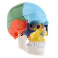 thumbnail image 4 of Skull Model, Human Skull Included Full Set Removable Partitioned Skull Model Christmas Halloween Decorated B, 4 of 7