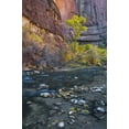 thumbnail image 2 of Rotenberg, Nancy 13x18 White Modern Wood Framed Museum Art Print Titled - UT, Zion NP The Narrows with cottonwood trees, 2 of 4