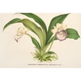 thumbnail image 3 of Charles Antoine Lemaire 24x18 Black Modern Framed Museum Art Print Titled - Zygopetalum (§ Warscewiczella) Marginatum (1854-1896), 3 of 5
