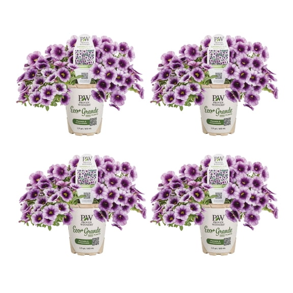Proven Winners 4" Purple Superbells Blue Moon Punch Calibrachoa Live Plant in 4.25" Pot (4 Count)