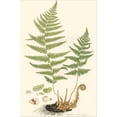 thumbnail image 2 of Art.com Curtis Ferns II Stretched Canvas Print Wall Art by Curtis, 12" x 18", 2 of 4