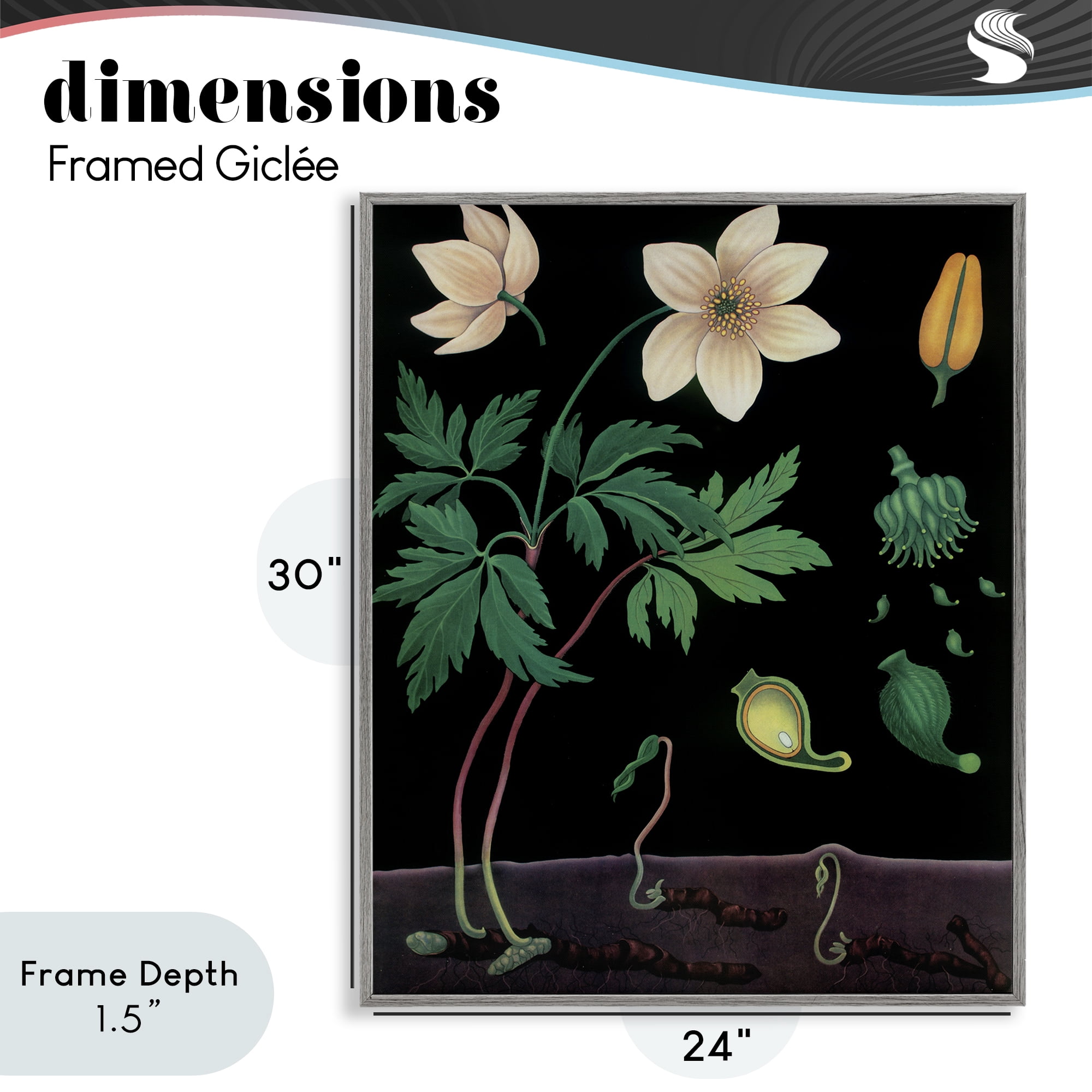 Stupell Industries Sprouting Wildflower Illustrations Gray Framed Giclee Art, design by Vintage Hustle