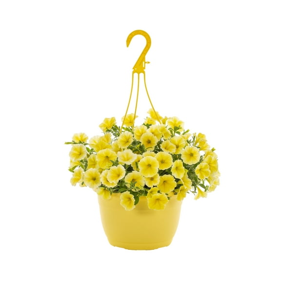 Expert Gardener 1.5gal Yellow Petunia Live Annual Plant Hanging Basket Sun