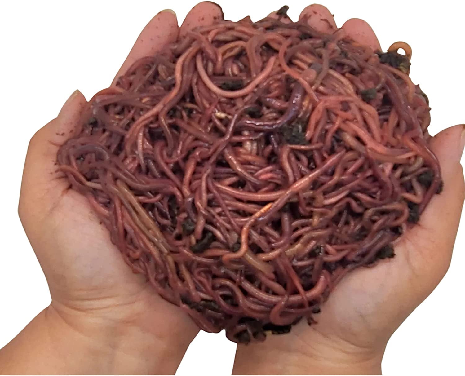 1000+ Red Wiggler Earthworms, Organic and Sustainably Raised 1lb Fast