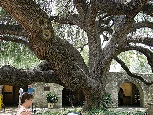Southern Live Oak Tree  Quercus Virginiana  10 Live Plants  Durable Picturesque Shade Tree  Dark Green Foliage