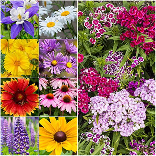 27,000 SEEDS BUTTERFLY FLOWER SEED MIX BULK COLORFUL 