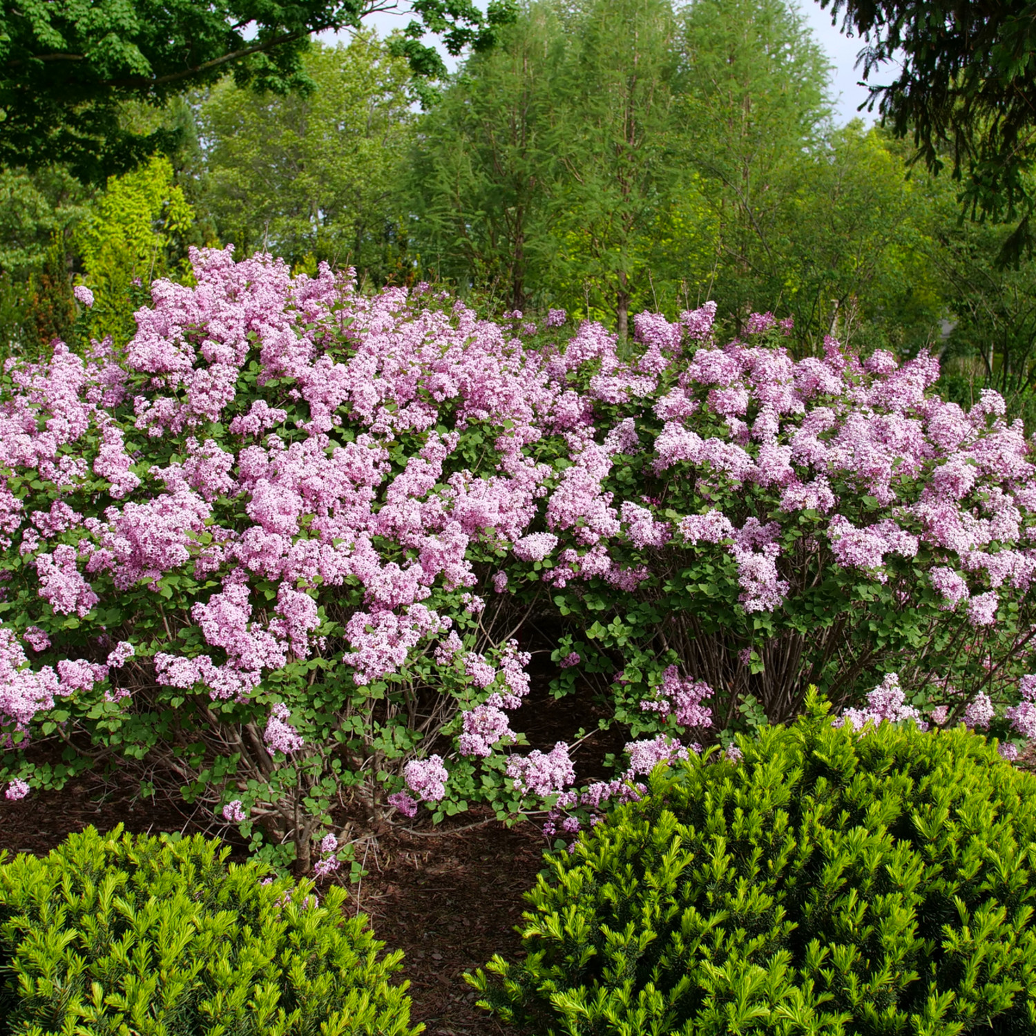 Proven Winners ColorChoice 5" Purple Bloomerang Purpink Reblooming Lilac Live Plant in 4.5" Pot (4 Count)