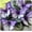 C, variant on Hostas Planting-(Non-Artificial)-Ornamental-Simple Planting -Home Decoration-Beautiful Gift Garden-Bloom Year After Year