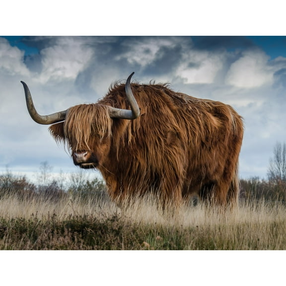 Scottish Highland Cow Coo Large Wall Art Print