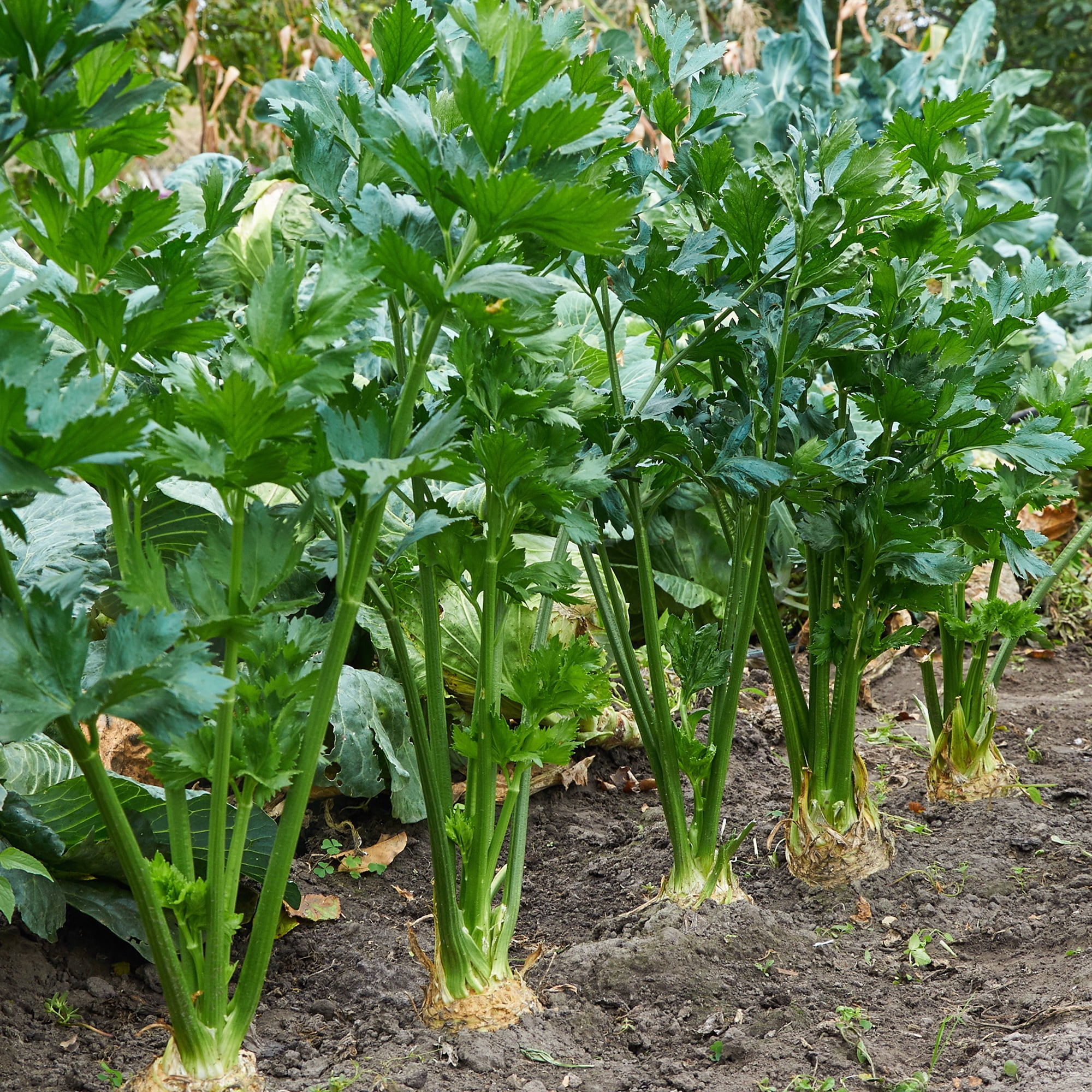 Tall Utah 52-70 Celery Seeds Heirloom NON-GMO USA Seller! 500 Free Shipping 