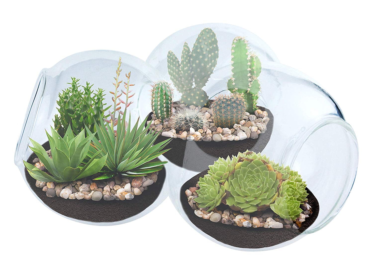 Plant Terrarium Kit for Succulent Plants and Cacti Includes Cactus Soil,... 