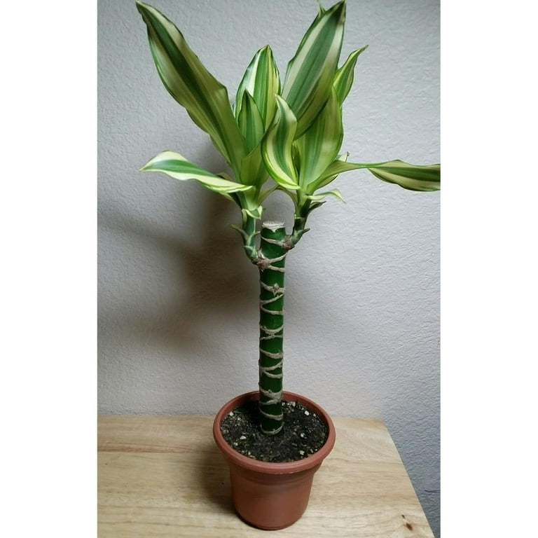 Creme & Green Corn Plant - Dracaena - 6" Pot - Easy to Grow House Plant -  Walmart.com