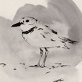 thumbnail image 2 of Green, Jacob 12x12 White Modern Wood Framed Museum Art Print Titled - Inky Plover II, 2 of 4
