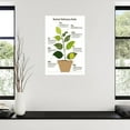 thumbnail image 3 of Plant Signs of Nutrient Deficiency Education Poster Botany Classroom Decor (4) Canvas Painting for Living Room Bedroom Decor, 3 of 4