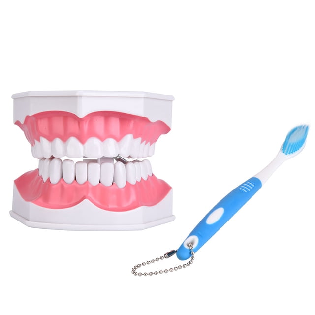 Modelo de cepillado de dientes, modelo de dientes para enseñanza dental, modelo de dientes bucales, modelo de dientes para enseñanza dental, rendimiento de alta gama
