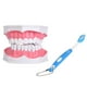 thumbnail image 2 of Estudio De Enseñanza Dental, Modelo De Dientes Con Cepillo De Dientes, Educación Para Niños, Modelo De Cepillado De Dientes, Enseñanza De Cuidado Bucal, 2 of 7
