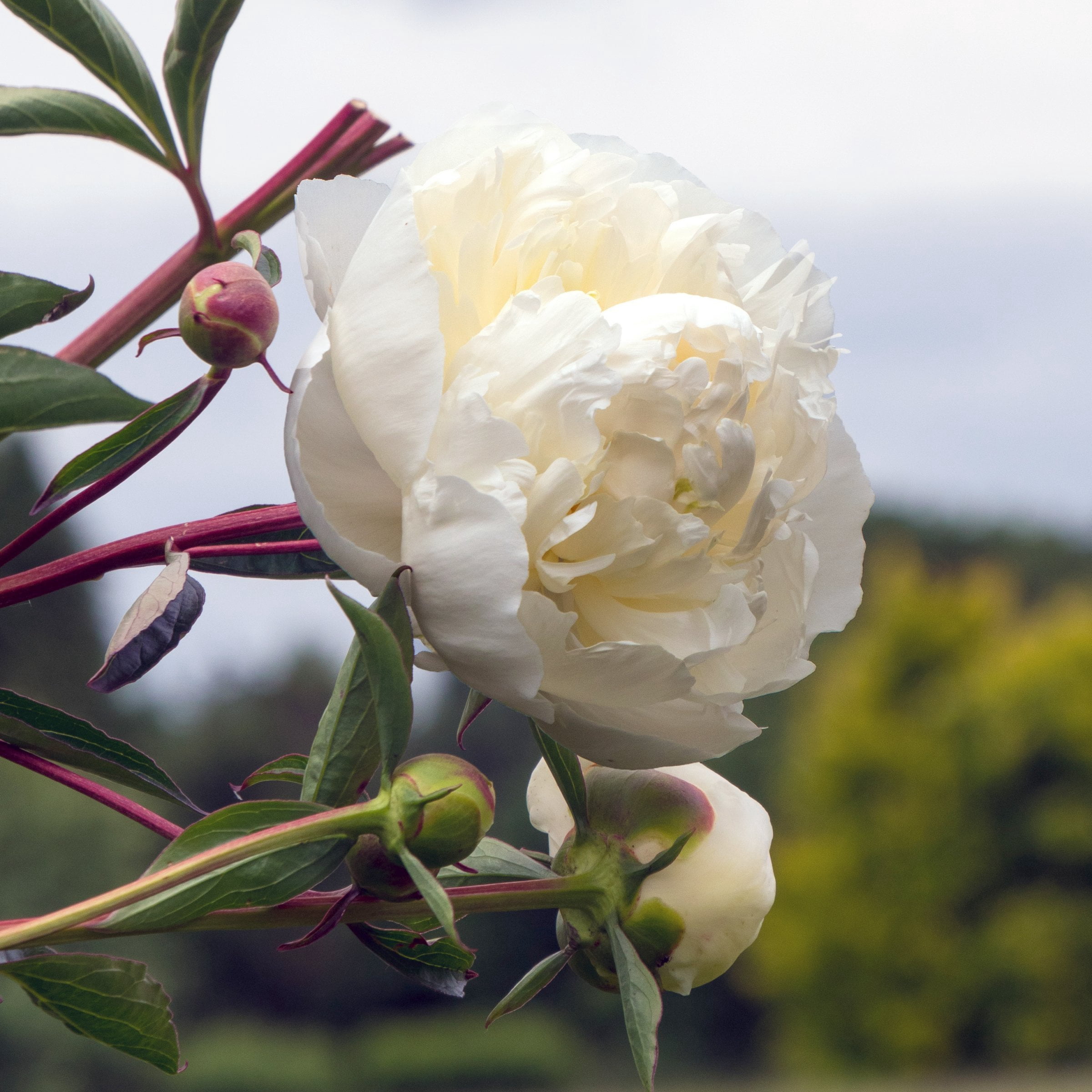 National Plant Network Peony Bulbs White Blooming (3-Pack)