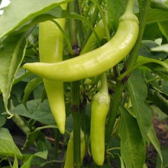 Papaw's Garden Supply LLC Helping the Next Generation Grow!  Sweet Banana Heirloom Pepper Seeds 1 Pack 25 Seed Ct.