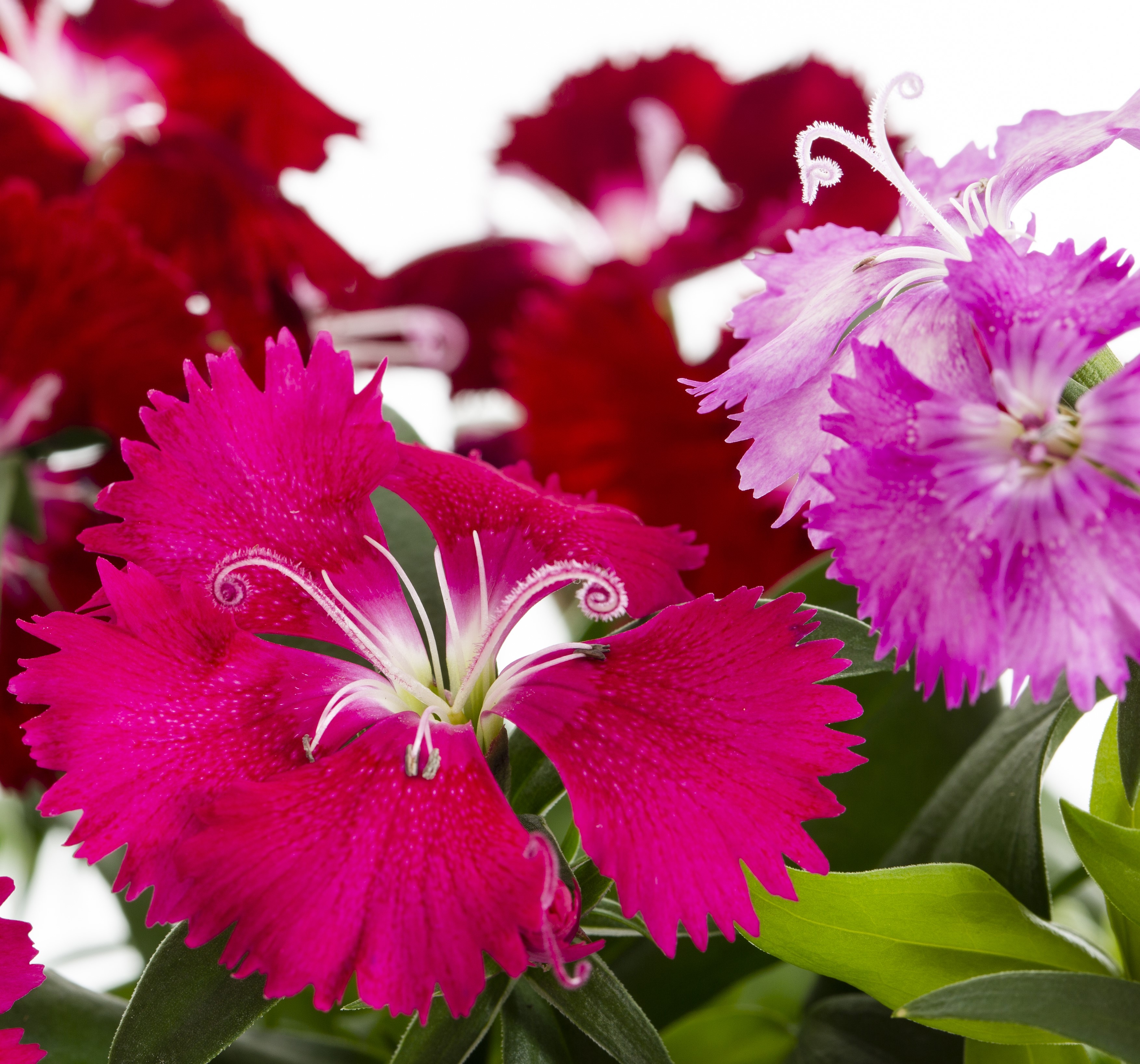 Expert Gardener 4PK Multicolor Dianthus Live Plants with Grower Pack