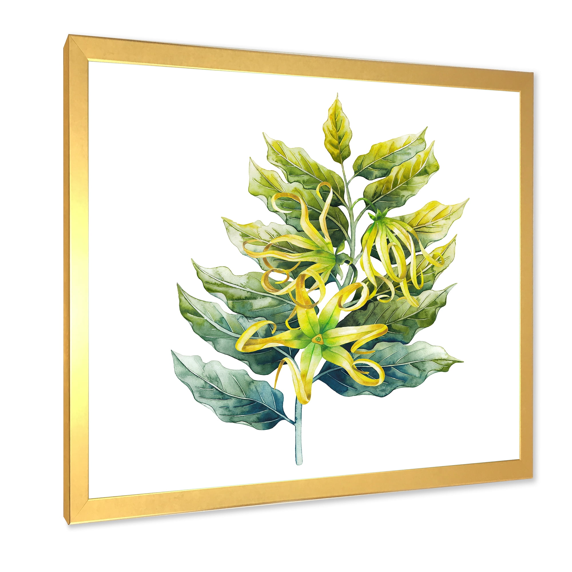 Designart 'Ylang Ylang Flower On White' Traditional Framed Art Print
