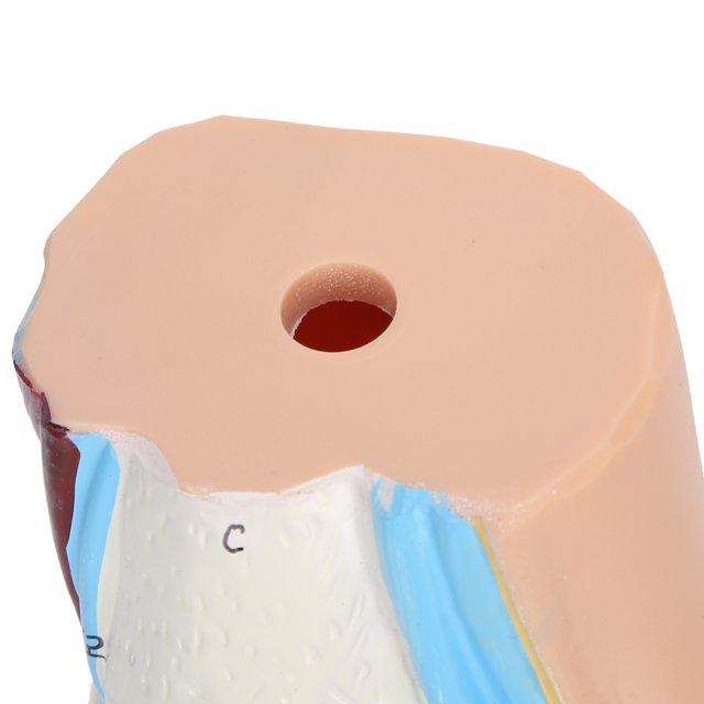 Modèle de Pied Humain, Modèle de Pied pour Adultes Signe Numérique avec Ligaments pour Présentations pour Conférences pour Enseignement