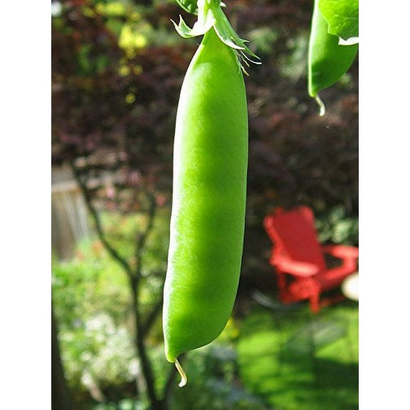 Pea Dwarf Grey Sugar Great Heirloom Vegetable Seeds By Seed Kingdom 1,200 Seeds