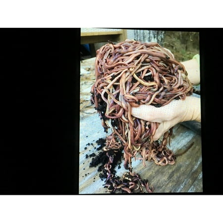 

TYAPCS 2 Pounds Red Wiggler